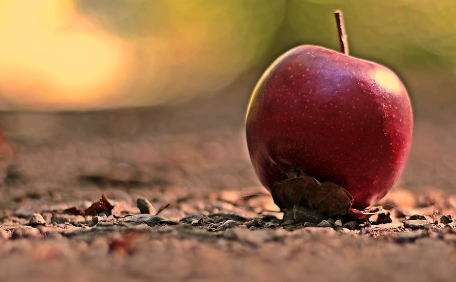apple, fruit, red, fresh, healthy, vitamins, delicious, nature HD wallpaper