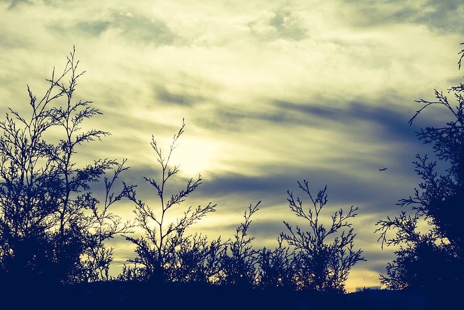 landscape, nature, sun, sunset, cloud - sky, plant, beauty in nature HD wallpaper