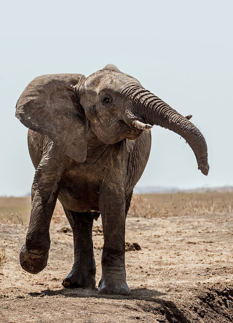 elephant walking on soil, animal, animal themes, one animal, mammal HD wallpaper