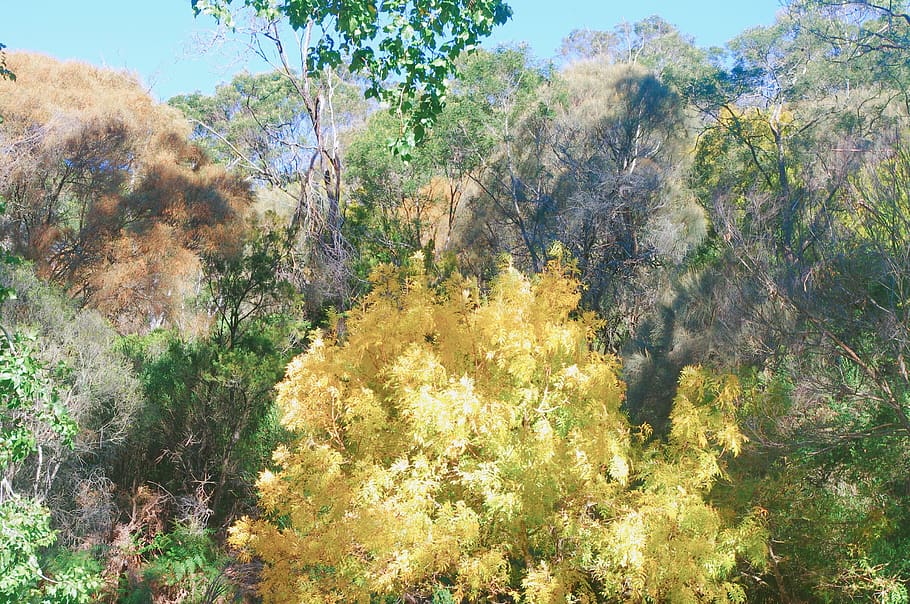 trees, leaves, leaf, forest, garden, australia, tasmania, hiking HD wallpaper