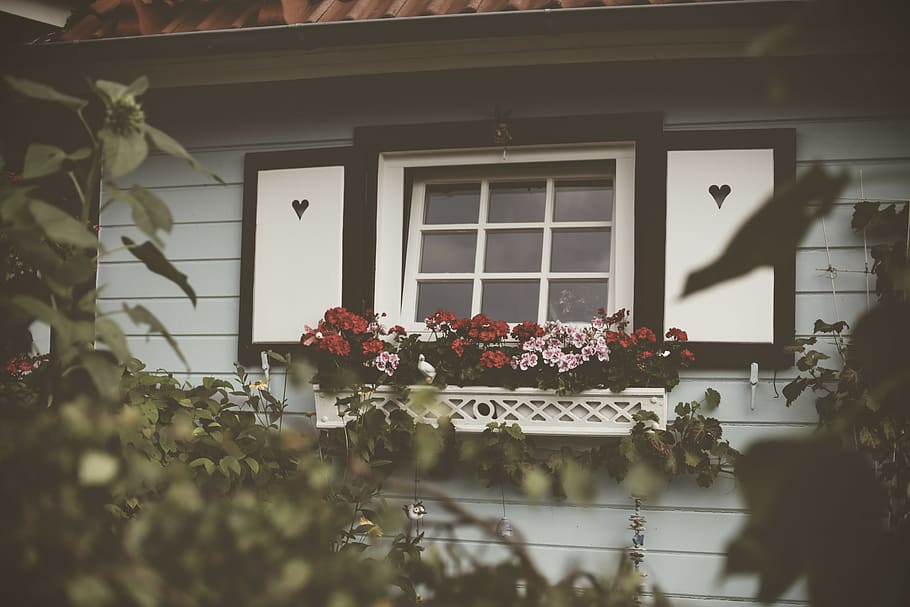 window with flowers, home decor, plant, geranium, blossom, person HD wallpaper