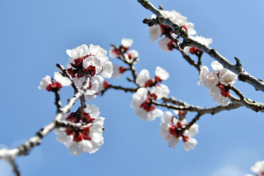spring, cherry blossom, bloom, white flower, branch, blooms at HD wallpaper