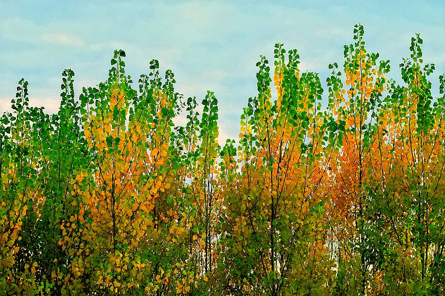 nature, trees, leaves, fall, plant, growth, sky, landscape HD wallpaper