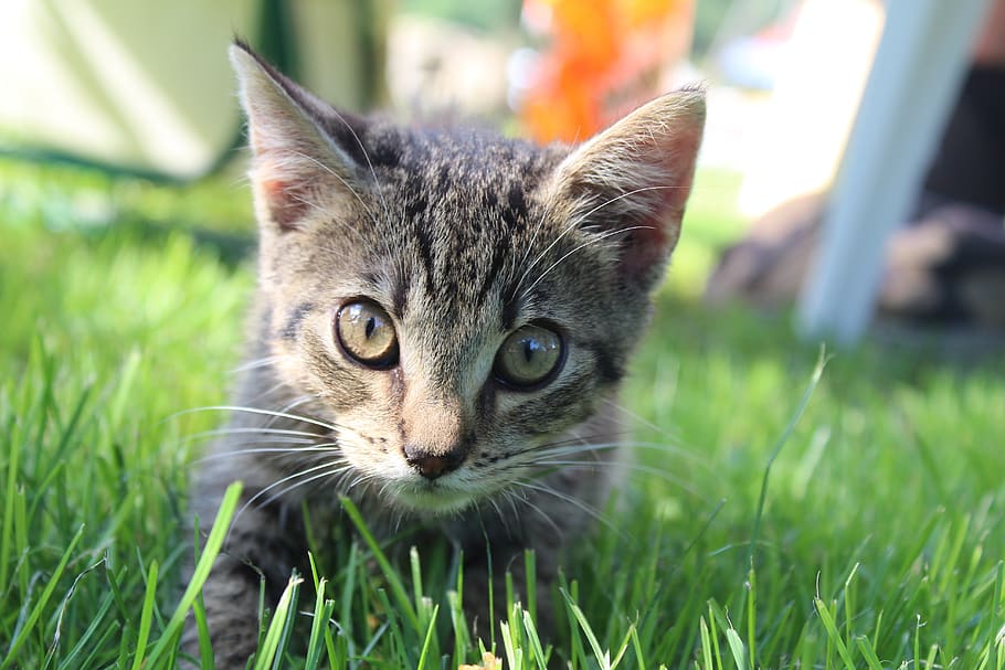 cat, the background, kitten, nice, eyes, fur, animals, pet HD wallpaper