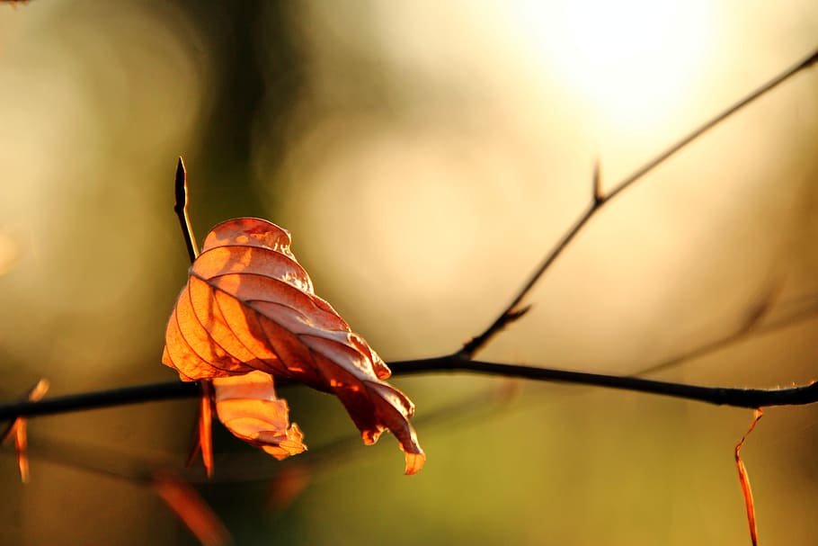 leaves, backlighting, autumn, forest, fall foliage, tree, nature HD wallpaper