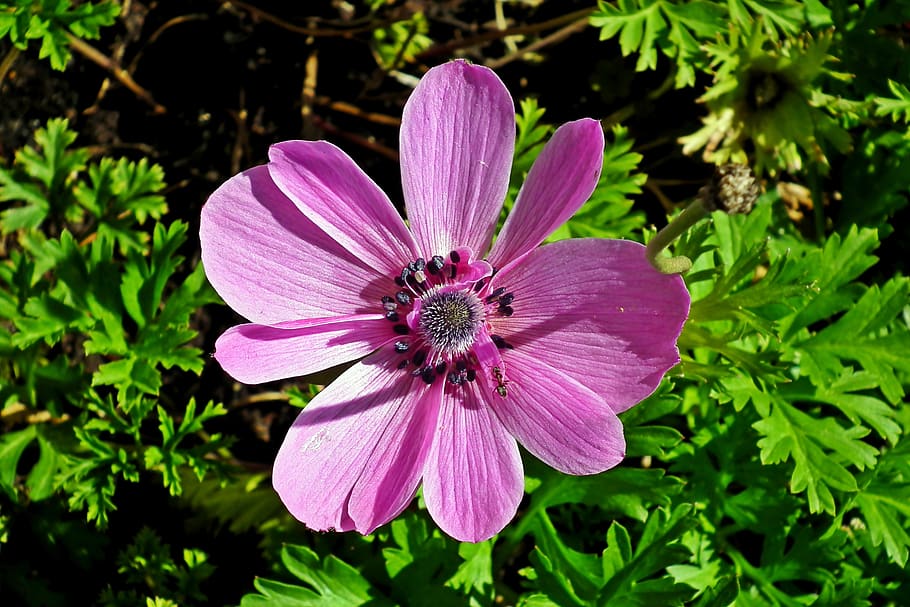 flower, anemone, garden, spring, nature, closeup, blooming HD wallpaper