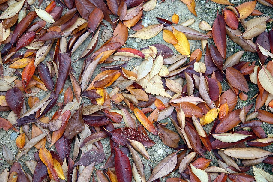 autumn leaves, background, full frame, backgrounds, abundance HD wallpaper
