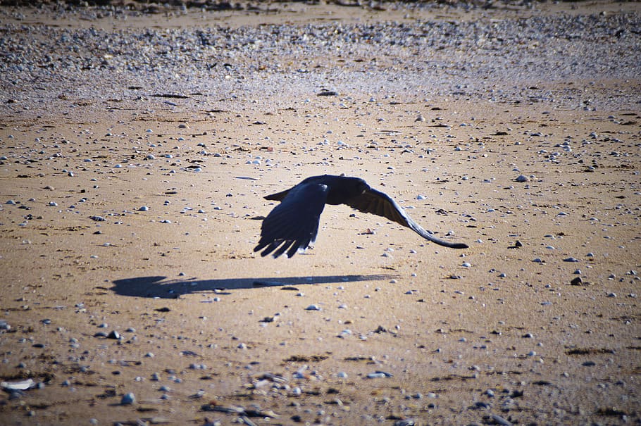 Sea crow