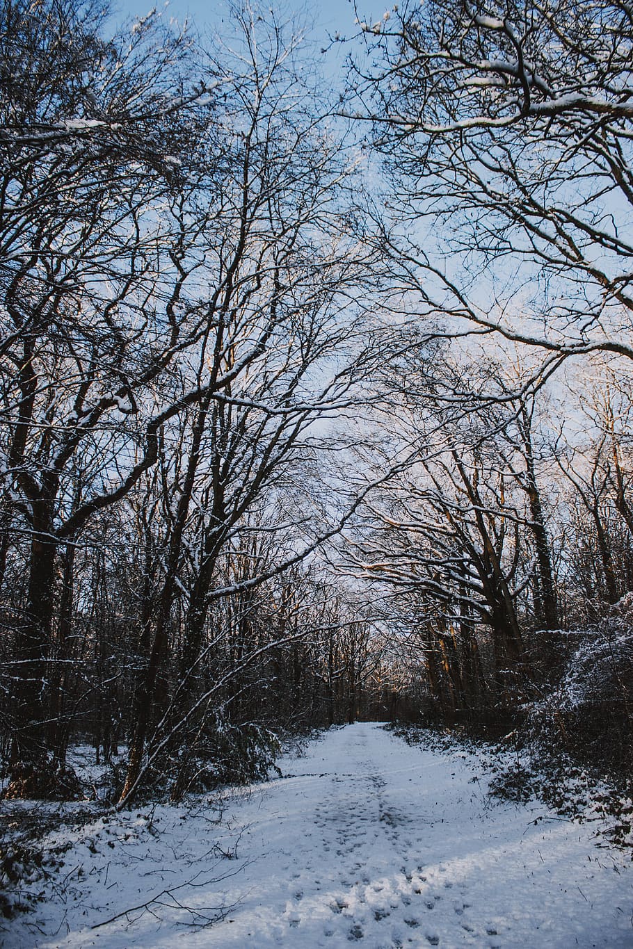 pathway covered with snow during daytime, nature, outdoors, tree HD wallpaper