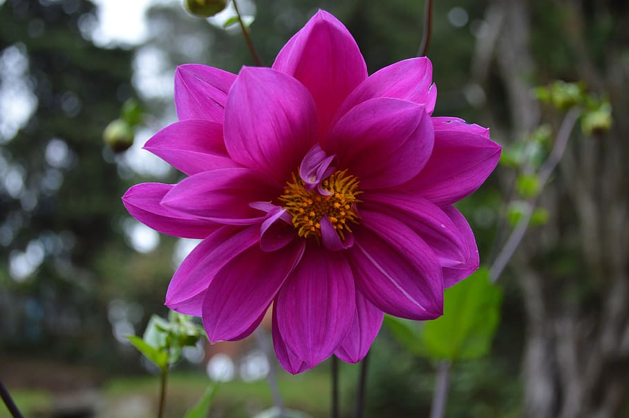 violet, flower, nature, bloom, petals, pink, garden, spring HD wallpaper
