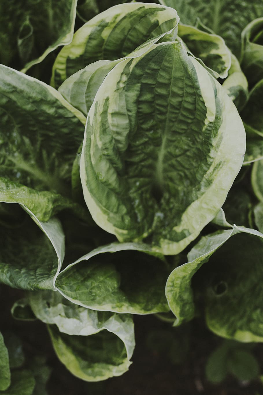 Green Oblate Leaf Plant, growth, plant part, green color, food and drink HD wallpaper