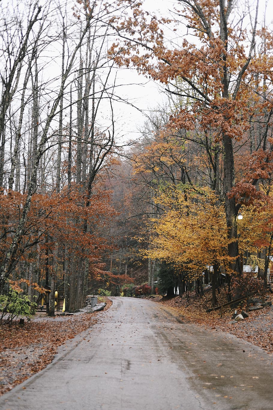 empty road in between trees at daytime, plant, autumn, the way forward HD wallpaper