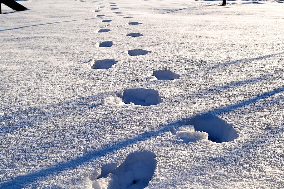 snow, footprint, winter, cold temperature, nature, covering HD wallpaper