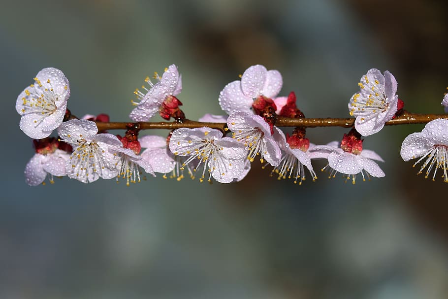 flowers, white, casey, tree, spring, nature, botanical, nice HD wallpaper