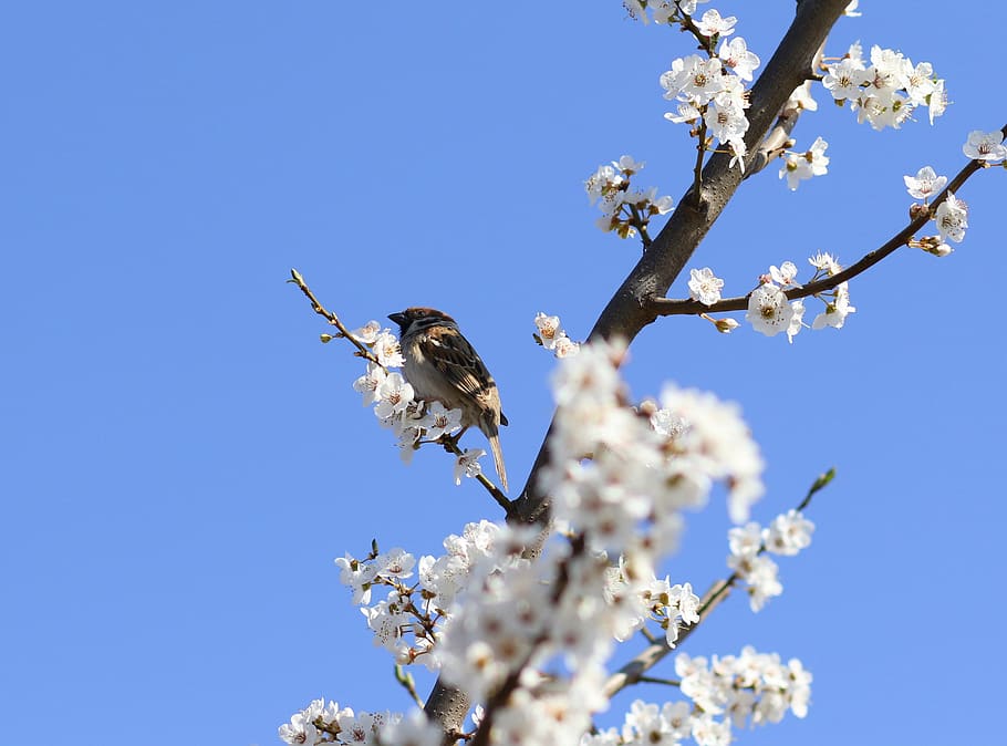 sparrow, casey, flowers, spring, birds, rest, fragility, flowering plant HD wallpaper