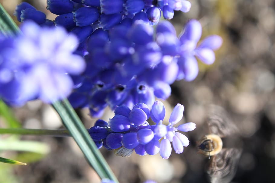 plant, bee, flower, insect, apidae, invertebrate, animal, blossom HD wallpaper