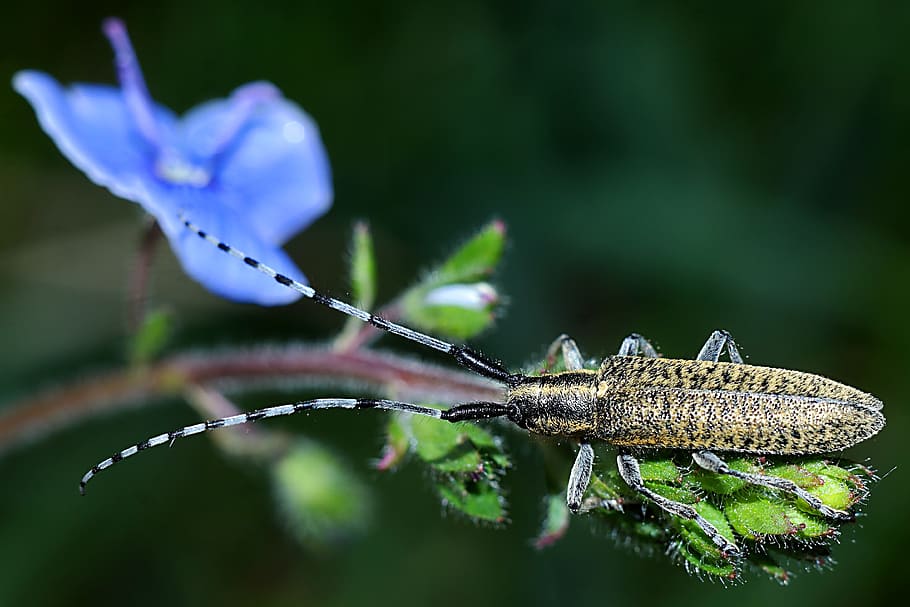 insect, macro, nature, closeup, plant, close-up, flower, fragility HD wallpaper