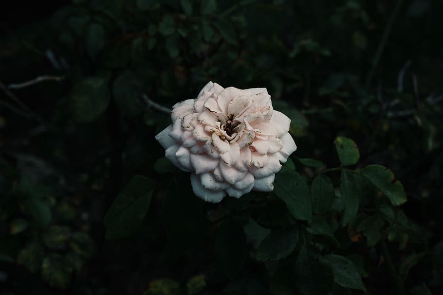 flower, plant, earth, spring, growth, flowering plant, beauty in nature HD wallpaper