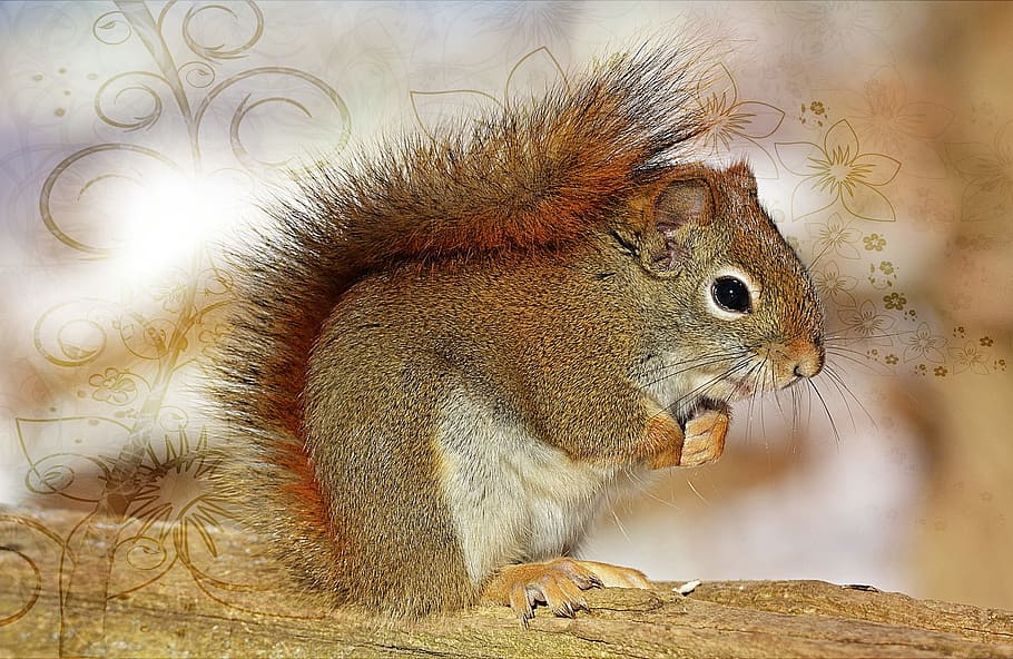 squirrel, fast, speed, animal, quick, tree, mammal, rodent HD wallpaper