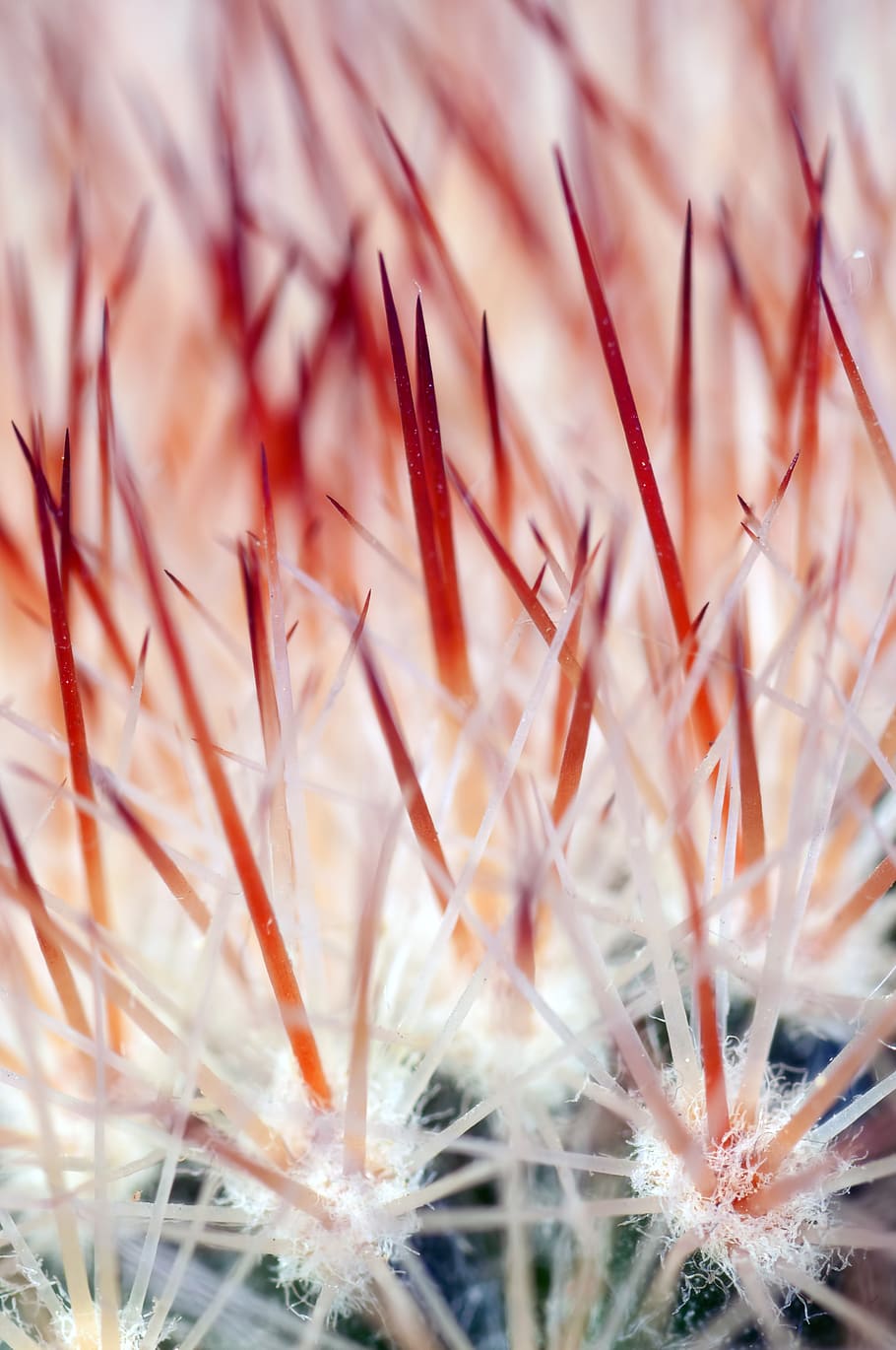 Macro Photography, blur, close-up, focus, nature, growth, selective focus HD wallpaper