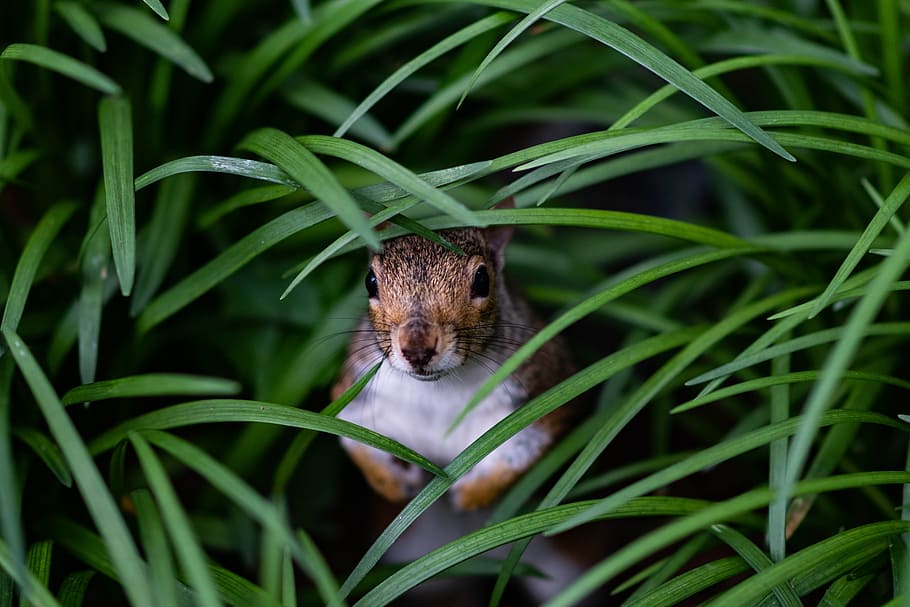 brown squirrel hiding on grass at daytime, park, rodent, hello HD wallpaper