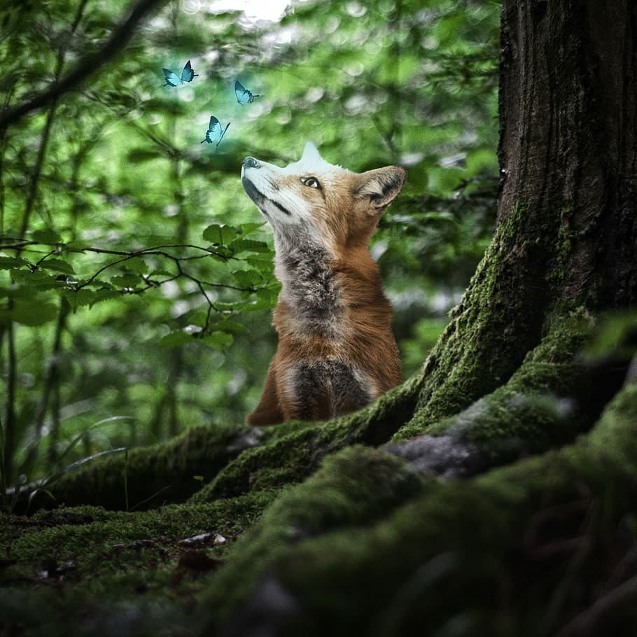 fox, animal, forest, trees, butterfly, blue, nature, landscape HD wallpaper
