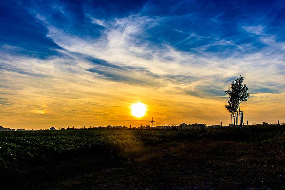 sunset, tree, landscape, romantic, twilight, evening, sky, nature HD wallpaper
