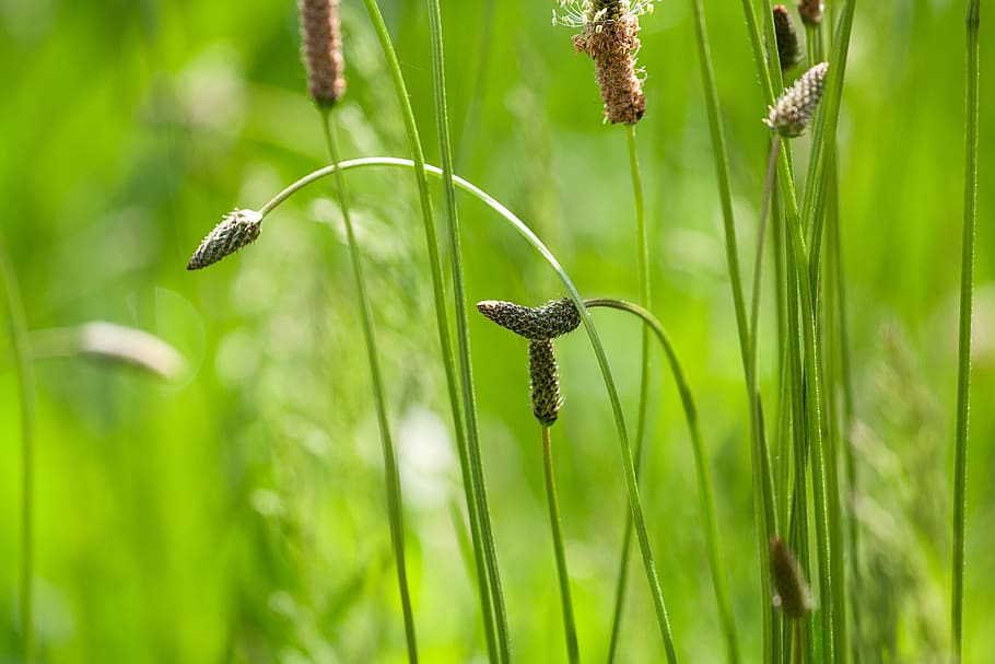 grass, meadow, spring, plant, architecture, green, field, landscape HD wallpaper