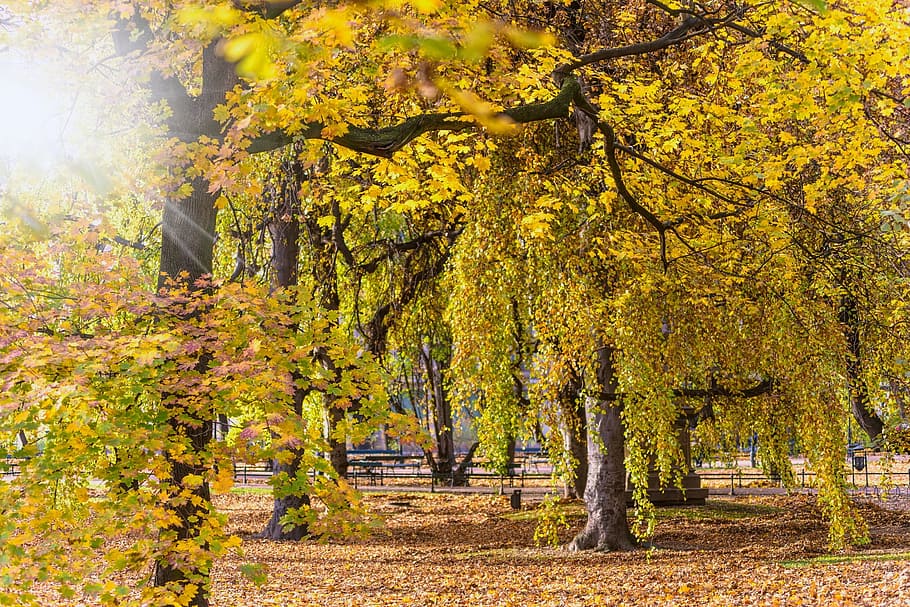 trees, plant, leaf, fall, autumn, sunlight, nature, landscape HD wallpaper