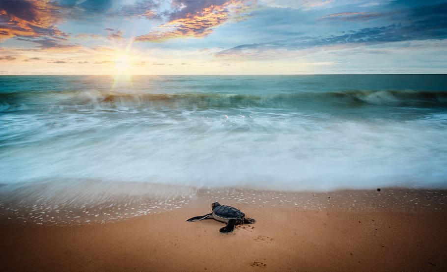 Scenic View Of Ocean During Dusk, animal, beach, blur, clouds HD wallpaper