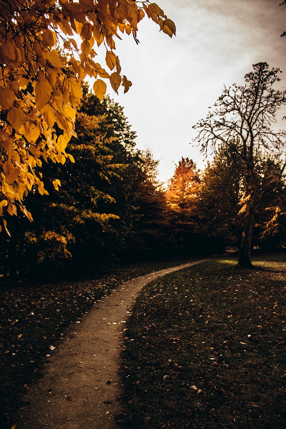 footpath surrounded by treess, plant, autumn, change, nature HD wallpaper