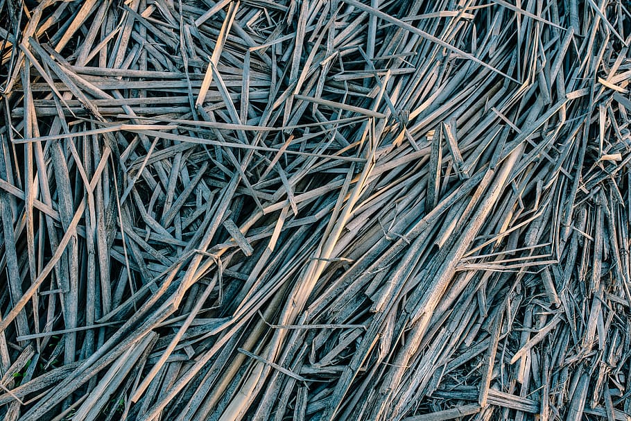 plants, reeds, dry, texture, pattern, nature, full frame, backgrounds HD wallpaper