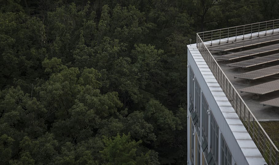 trees, rooftop, architecture, built structure, plant, bridge HD wallpaper