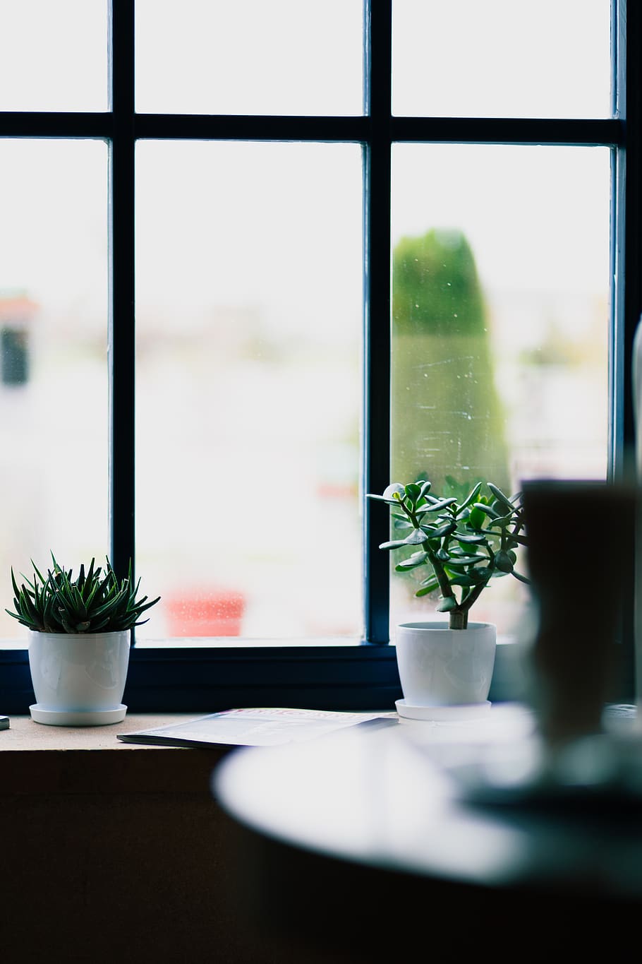 two green-leafed plants beside window, potted plant, nature, indoors HD wallpaper