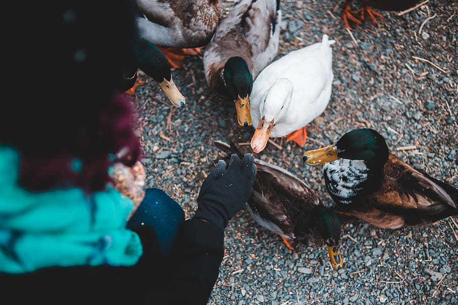 person feeding ducks, animal, bird, human, beak, poultry, fowl HD wallpaper