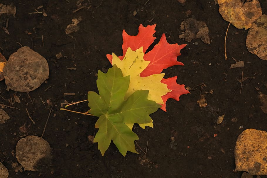leaves, transition, fall, autumn, utah, colors, leaf, dirt HD wallpaper