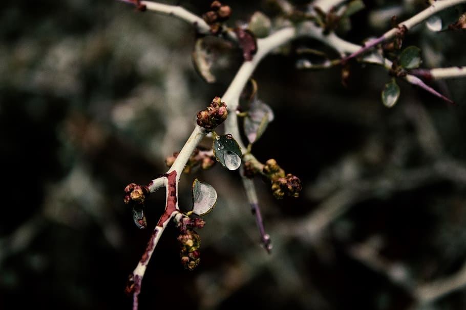 Focus Photo Of A Branch, macro, tree, plant, growth, focus on foreground HD wallpaper