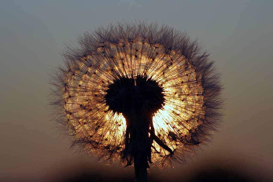 Photography of Dandelion, blur, close-up, delicate, downy, flora HD wallpaper
