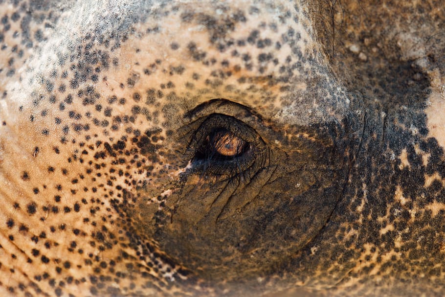animal eye, one animal, animal themes, animal wildlife, animal body part HD wallpaper