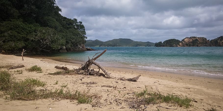Driftwood on Shore, bay, beach, clouds, dead tree, grass, idyllic HD wallpaper