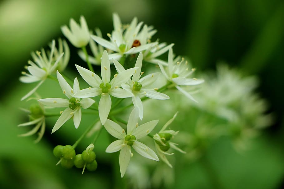 germany, heidelberg, flowering plant, growth, fragility, freshness HD wallpaper