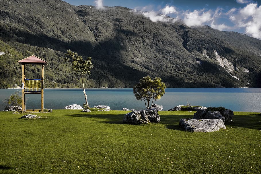 plant, grass, tree, nature, outdoors, abies, fir, water, vegetation HD wallpaper