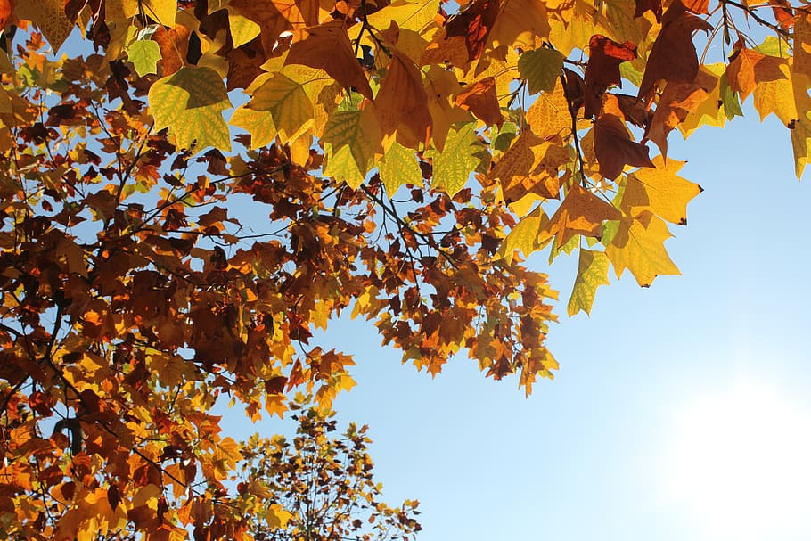 tree, leaf, yellow, heaven, autumn, october, november, forest HD wallpaper