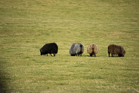sheep, fraternity, grass, animal themes, mammal, plant, animal wildlife HD wallpaper