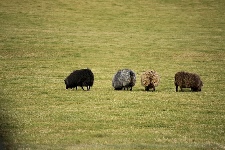 sheep, fraternity, grass, animal themes, mammal, plant, animal wildlife HD wallpaper