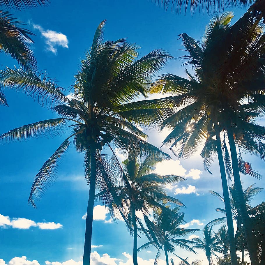 mauritius, pomponette, seaside, beach, trees, life, sun, coconut HD wallpaper
