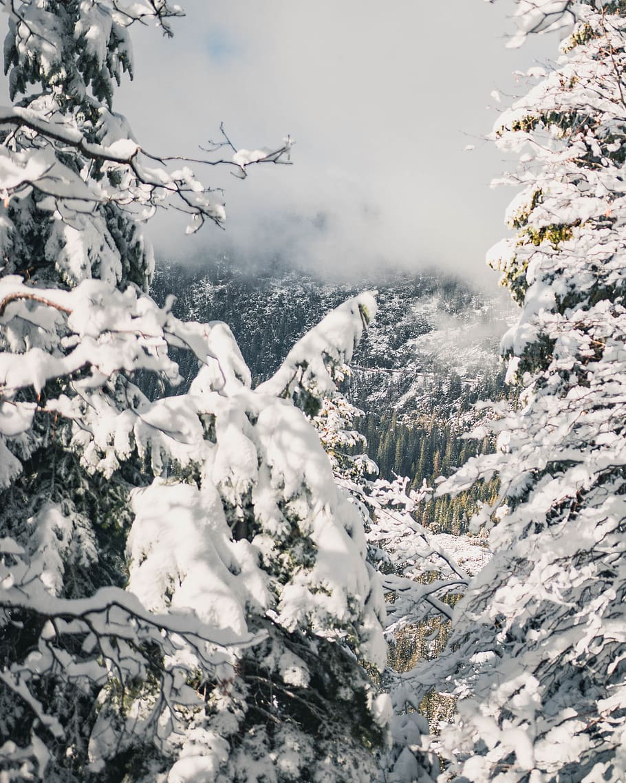 snow-covered pine trees, cold temperature, beauty in nature, winter HD wallpaper