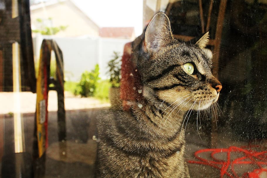 cat, sighting, reflection, glass, pet, feline, one animal, domestic HD wallpaper