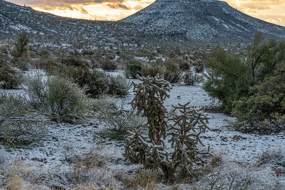 Cactus, sunrise, snow, plant, tree, mountain, nature, beauty in nature HD wallpaper