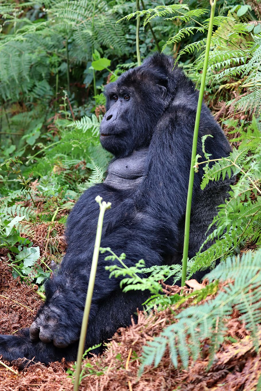 silverback, gorilla, uganda, highlands, jungle, rainforest HD wallpaper